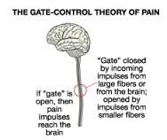 13d. (1) Gate Control Theory (GCT)-integrates builds upon features of other Theories of Pain