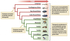 Contains the groups most recent common ancestor but not all of its descendants
