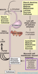 The principal sites of dietary carbohydratedigestion: mouth and intestinal lumen.																								The final products of carbohydrate digestion:monosaccharides: glucose, galactose andfructose, which are absorbed by cells of thesmall intestin...