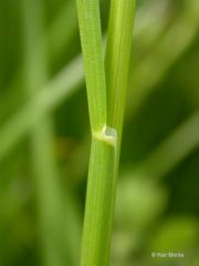 *Poa pratensis subsp. pratensis
Kentucky bluegrass
Poaceae