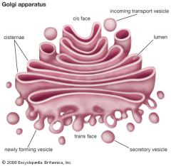 Golgi Body