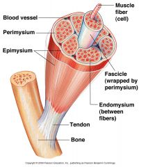 can be viewed as a cylindrical area within the muscle containing parallel-running muscle fibers