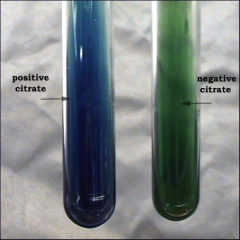 -Test to see if bacteria can use citrate as a carbon source. Alkaline is produce giving a alkaline pH.


-selective ingredient (citrate), differential (bromthymol blue)


-Green = negative result


-Blue = positive result  