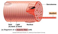 Rod that is striated , comes out of muscle fiber
