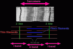the portion of a muscle fiber between two successive Z-lines