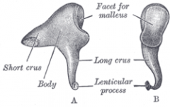 Incus Bone