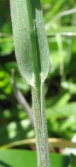 Trisetum canescens
Trisetum
Poaceae
