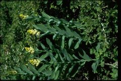 Maianthemum racemosum
Ruscaceae