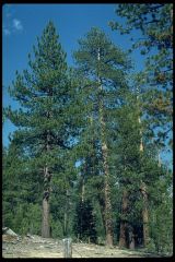 Pinus jeffreyi
Jeffrey pine
Pinaceae