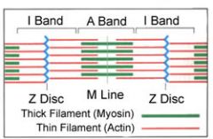 the lighter areas alternating with A-Bands; these areas straddle the Z-line and are composed of thin filaments (the terms myofilament and filament are used interchangeably).


During contraction the I-Band shrinks in size.