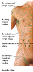 above the umbilicus- superficial lymphatic vessels drain UPWARD to axillary lymph nodes

below the umbilicus- superficial lymphatic vessels drain DOWNWARD to superficial inguinal lymph nodes

*deep lymph vessels accompany deep veins