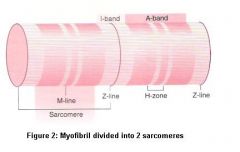 a subdivision of the A-Band in the center of the sarcomere where only thick filaments are present. This area shrinks during muscle contraction.