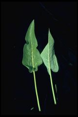 Balsamorhiza sagittata
Arrowleaf balsamroot
Asteracea