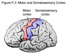 The Primary Motor Area is located in the precentral gyrus (or, in front of the somatosensory area).