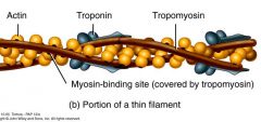 1. F - Actin


 


2. Tropomyosin


 


3. Troponin