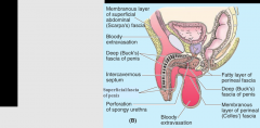 continous with:
-superficial penile fascia
-dartos fascia (scrotum)
-Colle's fascia (perineum)

*Extravasated urine (or any infection) from a ruptured penile urethra may spread upward to the anterior abdominal wall (not downward bc scarpa fus...