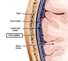 Pia Mater is the innermost layer of the cranial meninges. It is very thin and delicate, and because of those traits it provides the 'glossy appearance' of the brain. It is also highly vascular, and is the only layer to closely follows the brain's...