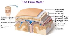 The External Periosteal layer is the first layer of the Dura Mater and makes up the skull's inner periosteum (AKA endocranium).