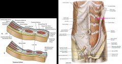 Each side of the anteriolateral abdominal wall contains:
-external oblique
-internal oblique
-transversus abdominus
Each half contains: 
rectus abdominis (enclosed by rectus sheath)