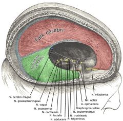 The Falx Cerebri is a sickle-shaped fold that divides the Left/Right hemispheres of the brain. It is located on the longitudinal cerebral fissure.