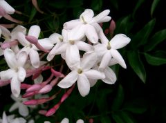 Jasminum polyanthum


 


Jasmine