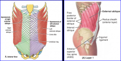 -arises from lower 8 ribs & courses inferomedially
-posterior fibers insert into illiac crest & form external oblique aponeurosis (part of anterior rectus sheath)
-at midline aponeurotic fibers intersect from both sides (linea alba)
*most super...