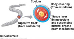 –Allowsinternal organs (e.g. heart, lungs, digestive tract, etc. ) some freedom ofmovement 


 –Fluidw/icavity protects & cushions organs 


–Mayact as hydrostatic skeleton


  A true body cavity is called a coelom and is derived from mesoderm