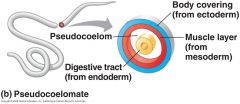 A pseudocoelom is a body cavity derived from the blastocoel, rather than from mesoderm