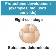 In protostome development, cleavageis


•spiral - cells vertically staggered 


•determinate 


          –No“stem cells”; cell differentiation is programmed after the first cell division