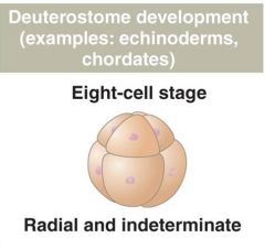 In deuterostome development, cleavage is 


•radial - cells vertically aligned 


•indeterminate


       –Individual cells (=embryonic stem cells) isolated at 4- or 8-cell stage can still divide to form a new viable embryo (totipotent)