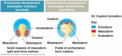•Inprotostomes: schizocoelous development 


–solid masses of mesoderm split --> coelomiccavity 


 •Indeuterostomes: enterocoelous development


 –coelom initially connected to archenteron