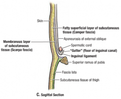 between the anterior superior iliac spine & pubic tubercle, the external oblique aponeurosis has a rolled-under inferior free margin that forms the inguinal ligament

*spermatic cord lies w/i