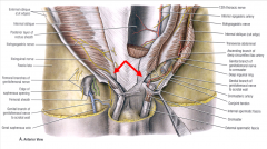 the most inferior fibers of the internal oblique joins the deeper transversus abdominus to form the conjoint tendon
-arches over spermatic cord/round ligament of uterus to attach to pubic crest & pecten pubic