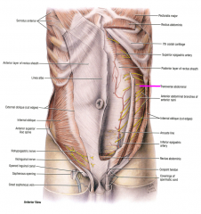 -originates from costal cartilages 7-17, thoracolumbar fascia, iliac crest, & lateral 1/3 of inguinal ligament
-runs transversely
-lowest tendinous fibers arch downward to help form the conjoint tendon
-helps form posterior layer of recus sheath