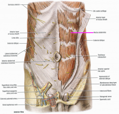 -ascends vertically from pubic crest to cartilages 5-7
-3 or more tendinous intersections = 6 pack
-enclosed w/i connective rectus sheath (formed by aponeuroses of 3 flat abdominal muscles)
-is seperated at midline by linea alba
-laterally bou...