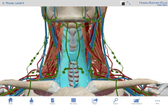 Lobii glandei tiroide
Nervul Laringean Recurent Stang-intre trahee si esofag
Nervul Laringean Recurent Drept-lateral
Arterele tiroidiene inferioare
Medial: Carotida comuna, Lateral: Jugulara interna, Intre: Nervul Vag