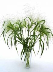 Miscanthus sinensis
Chinese Grass
Explosion Grass