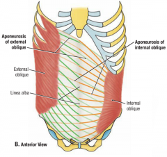 bilateral contraction= flexion of trunk
unilateral contraction= lateral flexion of trunk (ipsilateral)
contralateral flexion of internal & external oblique= flexion & rotation of trunk to side of internal oblique