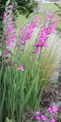 Watsonia sp.
Bugle Lily