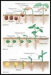 After germination
Upward growth 
-epicotyl or coleoptile 
-phototropism 
Downward growth 
-radicle or Hypocotyl 
-Gravitropism 