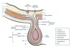 -internal spermatic fascia (from transversalis fascia)
-cremasteric fascia (from internal oblique)
-external spermatic fascia (from external oblique aponeurosis)