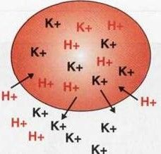 ECF H+ increases and the H+ ions move into the ICF. To keep the intracellular fluid electronically neutral, an equal number of K+ leave the cell, creating hyperkalemic environment.