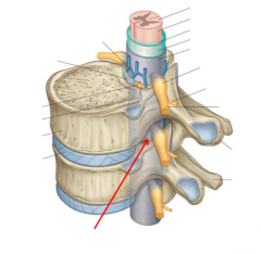 Namnge dessa strukturer på ryggmärgskanalen. 