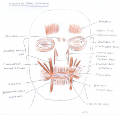 all the muscles of facial expression are innervated by the facial nerve