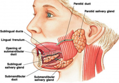 parotid gland
* below zygomatic arch, in front of the mastoid process
* largest salivary gland
* facial nerve and it’s main branches are embedded within the gland
* not obvious on palpation unless pathology
* parasympathetic innervation
* secret...