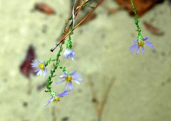 stems have tiny alternate leaves, flowers are bluish-purple. Triangular branching pattern, sessile, indicator of a dry site.