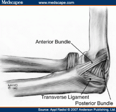 1. ulnar collateral ligament
2. anterior (medial epicondyle to medial aspect or coronoid process), posterior (posterior aspect of medial epicondyle to medial edge of olecranon) and oblique bands (bridges the insertions of the anterior and posterio...