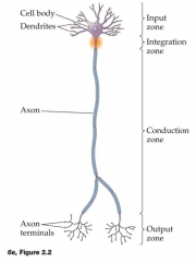 1. Input zone: Dendrites receive signals from neighboring neurons The Nervous System How the Nervous System Works 


2. Integration zone: Cell body (soma) contains the nucleus where inputs are combined and integrated 


3. Conduction zone: Axon ex...
