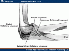 * more variable than MCL elbow
- radial collateral ligament (thick band of fibrous tissues which arises from the lateral epicondyle and inserts on the radial notch of the ulna)
- annular ligament (strong ligament that surrounds the radial head and...