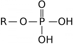 What functional group does this represent?
(Hint: notice the phosphorus atom.)